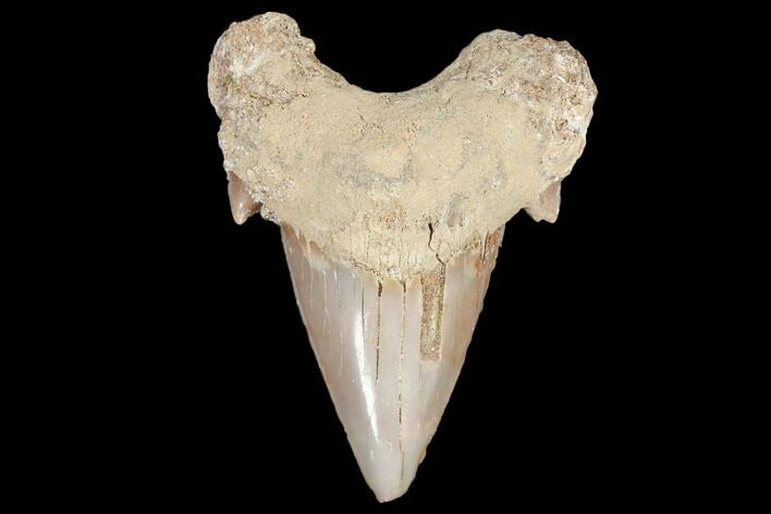 Bargain, Fossil Shark Tooth (Otodus) - Morocco #103263